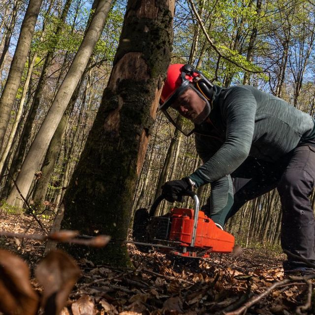 Tre i skog sages ned med motorsag